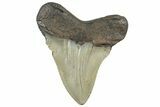 Serrated, Fossil Megalodon Tooth - North Carolina #298880-1